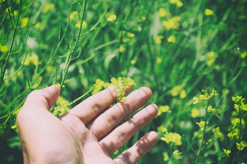Nah aufnahme von einer Hand im Blumenfeld